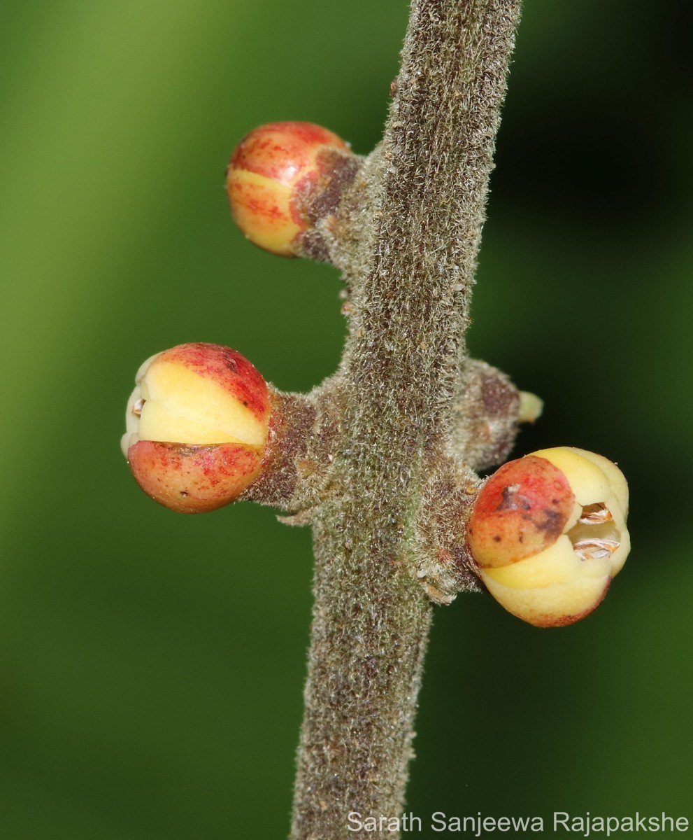 Aphanamixis polystachya (Wall.) R.Parker